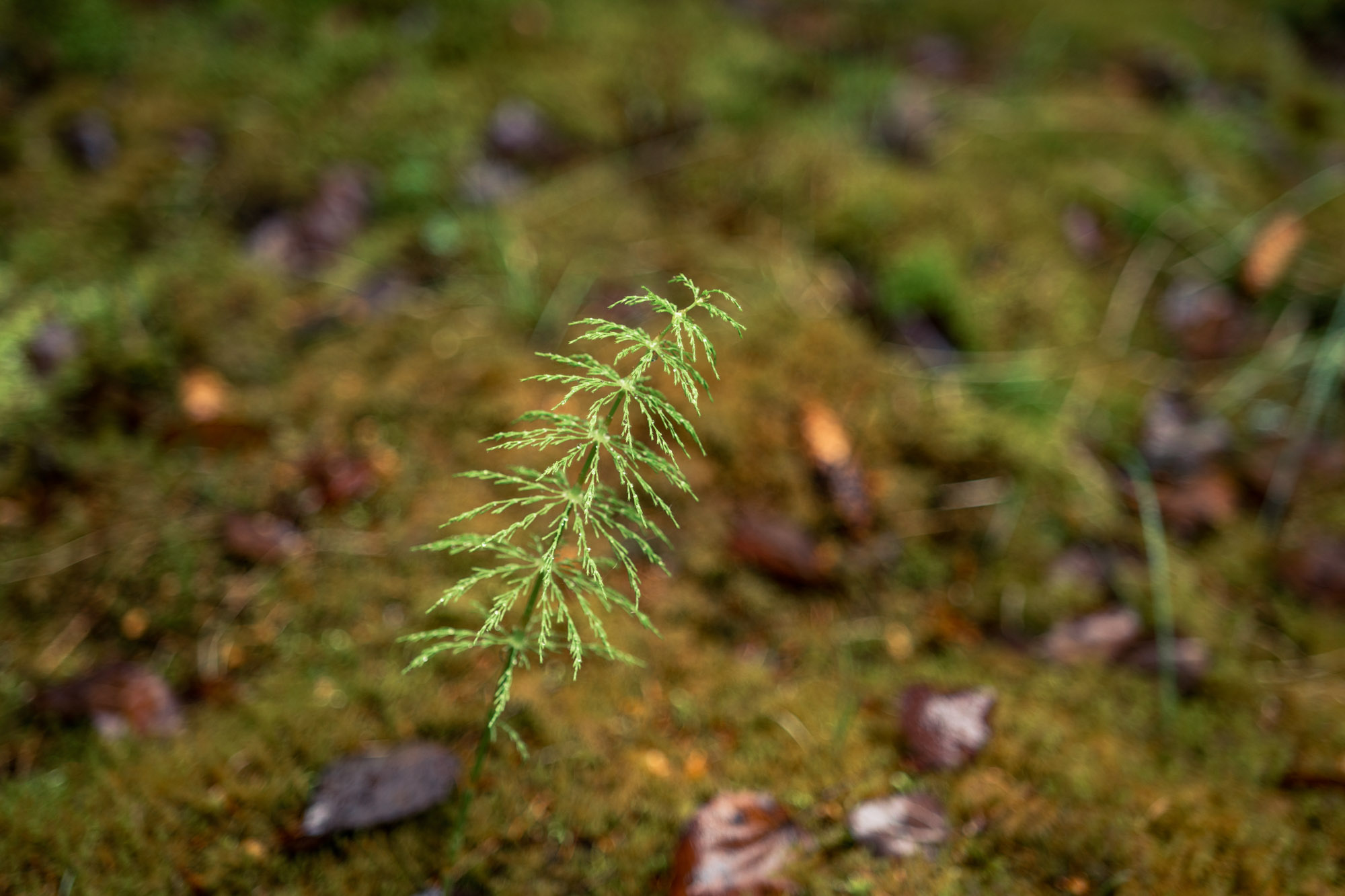 Naturen