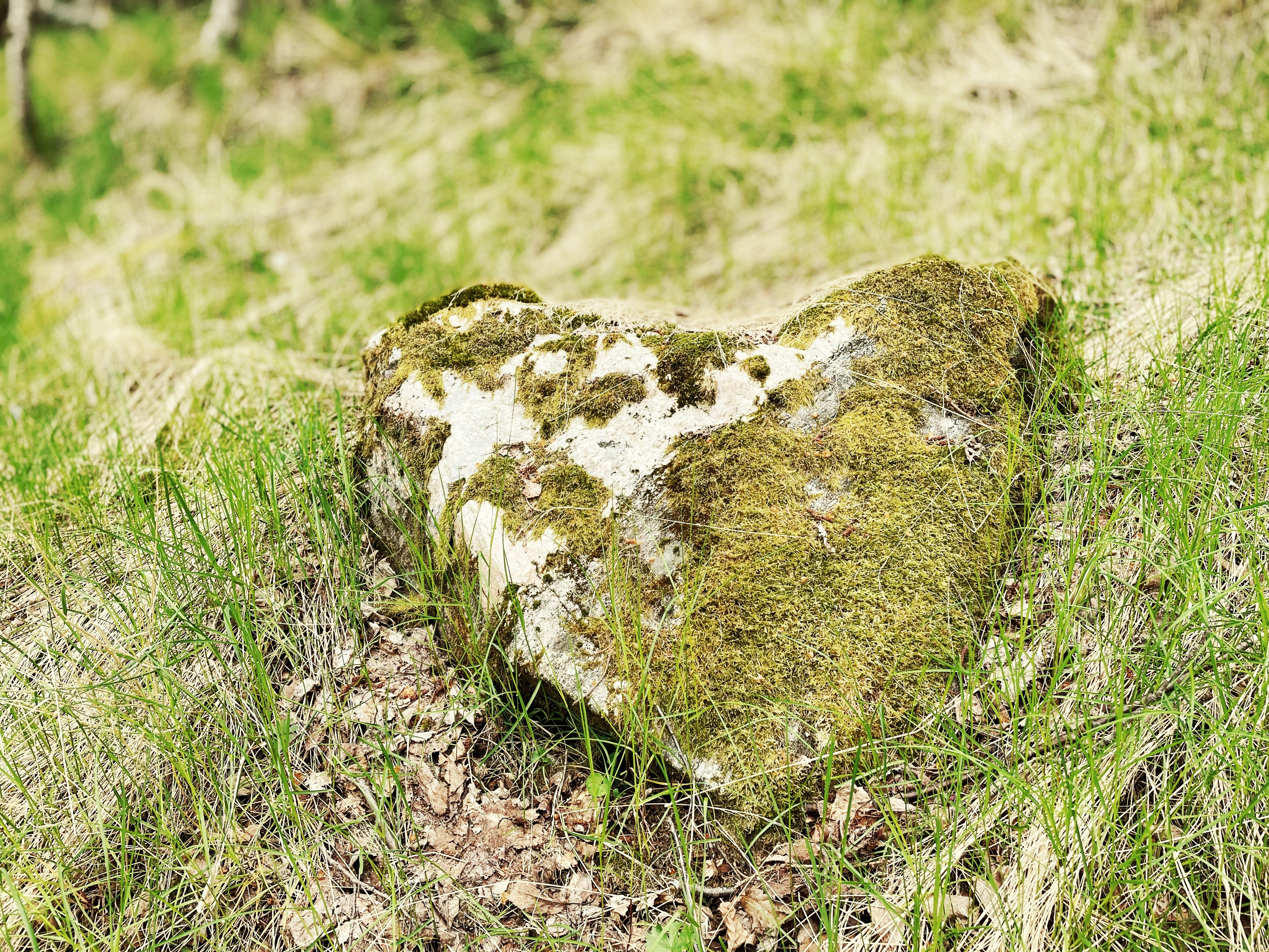 Stenhjärta